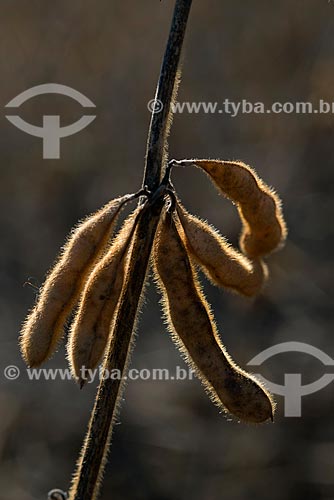 Subject: Detail of soybean pods in transgenic plantation at Palotina city rural zone / Place: Palotina city - Parana state (PR) - Brazil / Date: 01/2013 