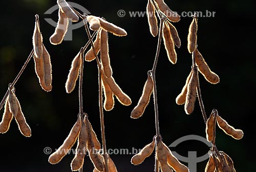  Subject: Detail of soybean pods in transgenic plantation at Palotina city rural zone / Place: Palotina city - Parana state (PR) - Brazil / Date: 01/2013 