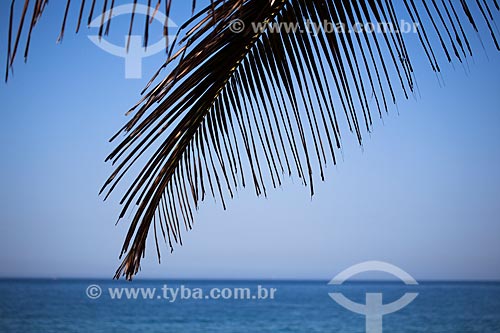  Subject: Leaf of coconut tree on the seaside of Ipanema Beach / Place: Ipanema neighborhood - Rio de Janeiro city - Rio de Janeiro state (RJ) - Brazil / Date: 09/2013 