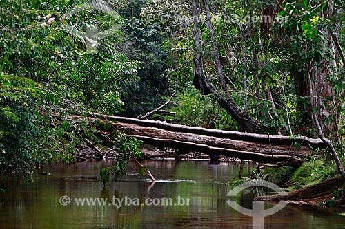  Subject: Igarape / Place: Presidente Figueiredo city - Amazonas state (AM) - Brazil / Date: 10/2013 