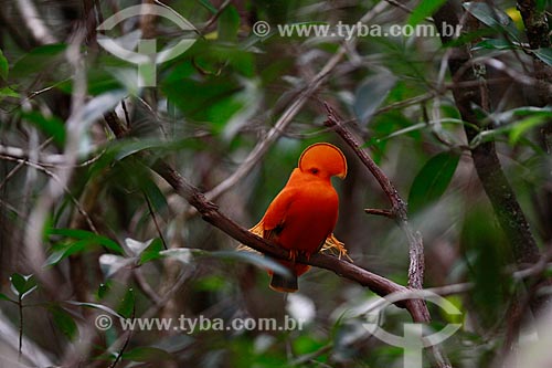  Subject: Guianan Cock-of-the-rock (Rupicola rupicola) / Place: Amazonas state (AM) - Brazil / Date: 10/2013 