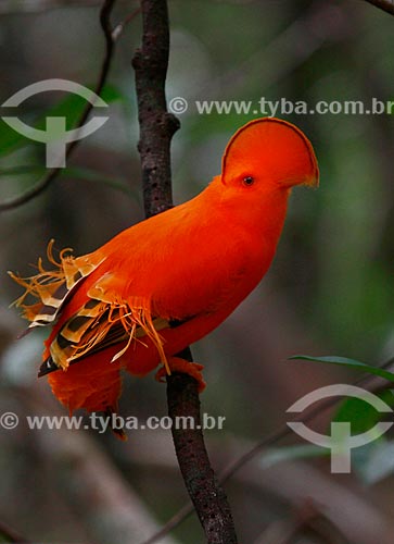  Subject: Guianan Cock-of-the-rock (Rupicola rupicola) / Place: Amazonas state (AM) - Brazil / Date: 10/2013 