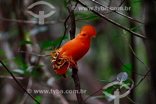  Subject: Guianan Cock-of-the-rock (Rupicola rupicola) / Place: Amazonas state (AM) - Brazil / Date: 10/2013 