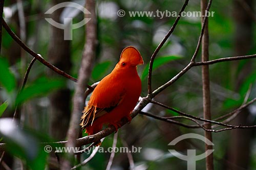  Subject: Guianan Cock-of-the-rock (Rupicola rupicola) / Place: Amazonas state (AM) - Brazil / Date: 10/2013 