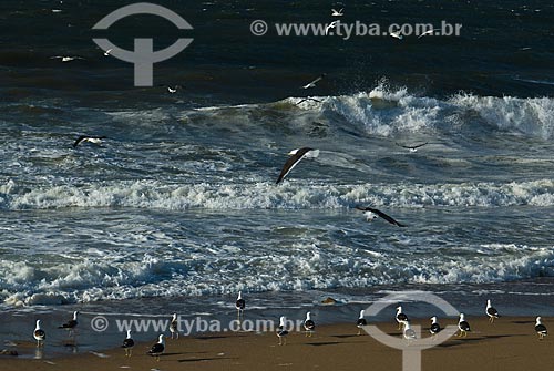  Subject: Seagulls on the beach / Place: Punta Del Este city - Maldonado Department - Uruguay - South America / Date: 09/2013 