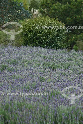  Subject: Lavender field / Place: San Calos city - Maldonado Department - Uruguay - South America / Date: 09/2013 