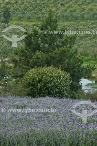  Subject: Lavender field / Place: San Calos city - Maldonado Department - Uruguay - South America / Date: 09/2013 