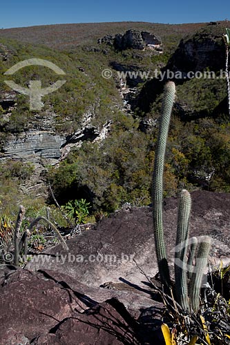 Subject: Micranthocereus purpureus cactus in trail to Buracao Waterfall / Place: Ibicoara city - Bahia state (BA) - Brazil / Date: 09/2012 