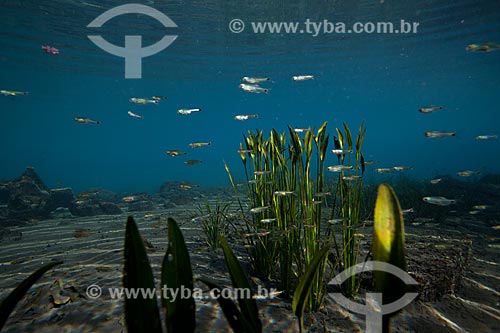  Subject: Underwater photo in olho dagua da Urania water - spring water in the backlands of Bahia state / Place: Nova Redencao city - Bahia state (BA) - Brazil / Date: 09/2012 