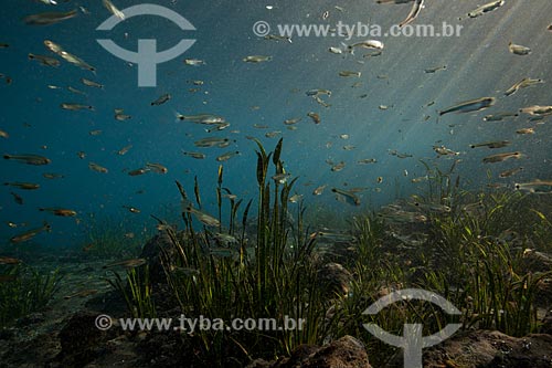  Subject: Underwater photo in olho dagua da Urania water - spring water in the backlands of Bahia state / Place: Nova Redencao city - Bahia state (BA) - Brazil / Date: 09/2012 