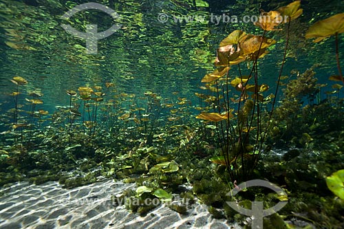  Subject: Underwater photo in Pratinha River / Place: Iraquara city - Bahia state (BA) - Brazil / Date: 09/2012 