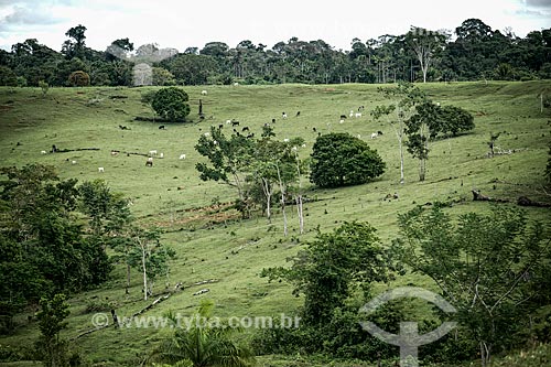  Subject: Pasture in Sitio do Tequinho near to geoglyphs / Place: Acre state (AC) - Brazil / Date: 05/2013 