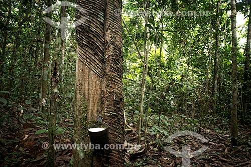  Subject: Collection of latex in Rubber trees (Hevea brasiliensis) - Cachoeira Rubber Plantation / Place: Xapuri city - Acre state (AC) - Brazil / Date: 05/2013 