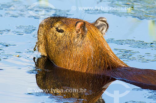  Subject: Capybara (Hydrochoerus hydrochaeris) - Abobral River wetland / Place: Mato Grosso do Sul state (MS) - Brazil / Date: 11/2011 