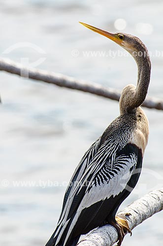  Subject: Anhinga (Anhinga anhinga) - also known as snakebird, darter, american darter or water turkey - Abobral River wetland / Place: Mato Grosso do Sul state (MS) - Brazil / Date: 11/2011 