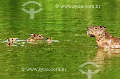  Subject: Capybara family (Hydrochoerus hydrochaeris) - Abobral River wetland / Place: Mato Grosso do Sul state (MS) - Brazil / Date: 11/2011 