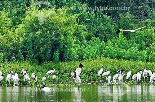  Subject: Wood Storks (Mycteria americana) - also known as Wood Ibis - and Jabirus (Jabiru mycteria) - Abobral River wetland / Place: Mato Grosso do Sul state (MS) - Brazil / Date: 11/2011 