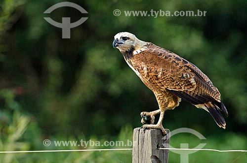  Subject: Black-collared Hawk (Busarellus nigricollis) - Abobral River wetland / Place: Mato Grosso do Sul state (MS) - Brazil / Date: 11/2011 