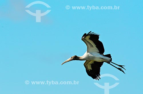  Subject: Wood Stork (Mycteria americana) - also known as Wood Ibis - flying near to Abobral River wetland / Place: Mato Grosso do Sul state (MS) - Brazil / Date: 11/2011 