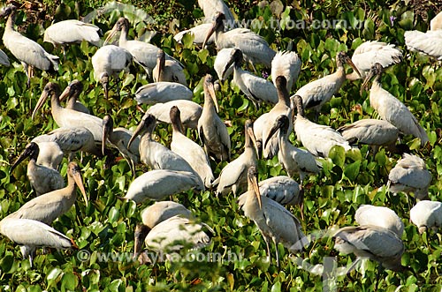  Subject: Wood Storks (Mycteria americana) - also known as Wood Ibis - near to Abobral River wetland / Place: Mato Grosso do Sul state (MS) - Brazil / Date: 11/2011 