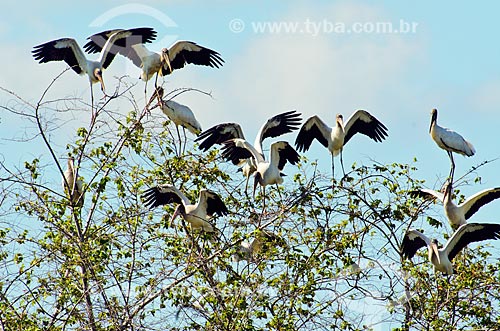  Subject: Wood Storks (Mycteria americana) - also known as Wood Ibis - near to Abobral River wetland / Place: Mato Grosso do Sul state (MS) - Brazil / Date: 11/2011 
