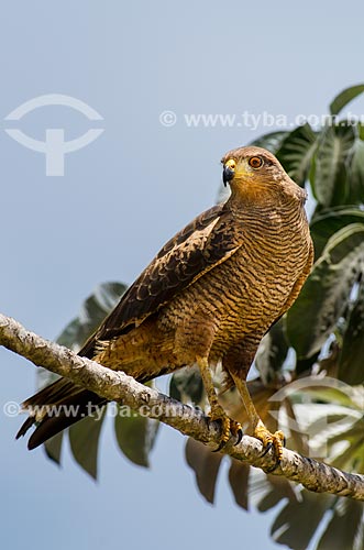  Subject: Savanna Hawk (Heterospizias meridionalis) - near to Abobral River wetland / Place: Mato Grosso do Sul state (MS) - Brazil / Date: 11/2011 