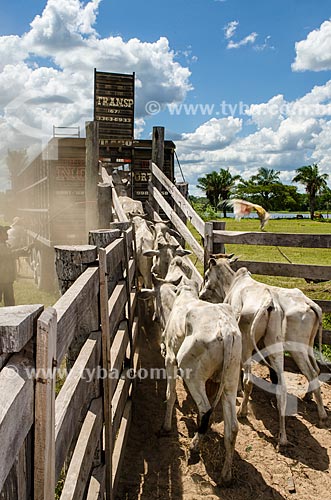  Subject: Cattle being transported by truck near to Abobral River wetland / Place: Mato Grosso do Sul state (MS) - Brazil / Date: 11/2011 