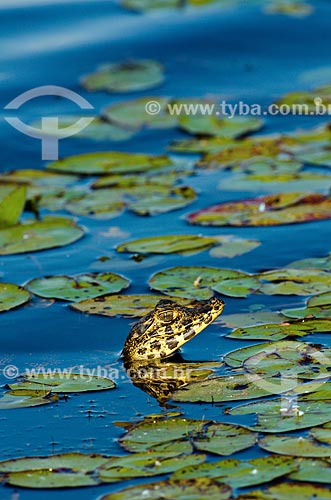  Subject: Yacare caiman pup (caiman crocodilus yacare) - Abobral River wetland / Place: Mato Grosso do Sul state (MS) - Brazil / Date: 11/2011 