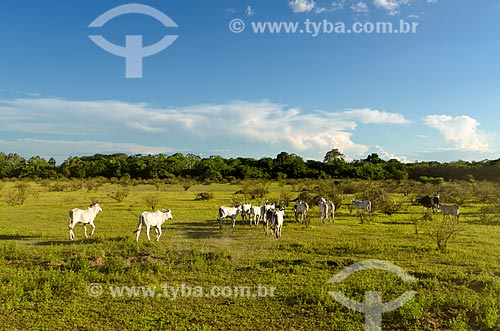  Subject: Cattle in the field flooded with capao in the background - the capoes are forest areas that remain dry even in time of floods / Place: Mato Grosso do Sul state (MS) - Brazil / Date: 11/2011 