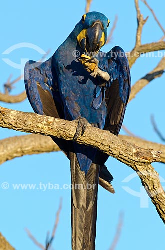  Subject: Hyacinth Macaw (Anodorhynchus hyacinthinus - also known as Hyacinthine Macaw - eating platonia insignis in Pantanal Park Road / Place: Corumba city - Mato Grosso do Sul state (MS) - Brazil / Date: 11/2011 