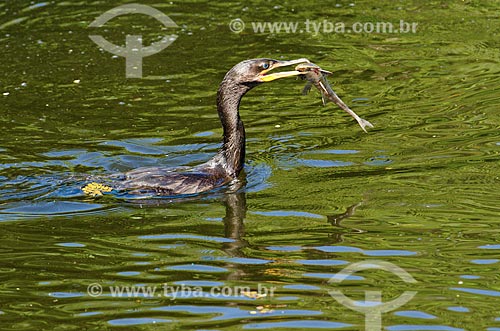  Subject: Neotropic Cormorant (Phalacrocorax brasilianus) - also known as biguauna, imbiua, miua or cormorant - eating fish in Pantanal Park Road / Place: Corumba city - Mato Grosso do Sul state (MS) - Brazil / Date: 11/2011 