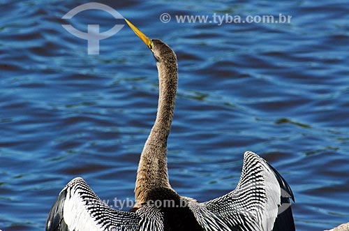  Subject: Anhinga (Anhinga anhinga) - also known as snakebird, darter, american darter or water turkey - Pantanal Park Road / Place: Corumba city - Mato Grosso do Sul state (MS) - Brazil / Date: 11/2011 
