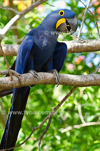  Subject: Hyacinth Macaw (Anodorhynchus hyacinthinus - also known as Hyacinthine Macaw - Pantanal Park Road / Place: Corumba city - Mato Grosso do Sul state (MS) - Brazil / Date: 11/2011 