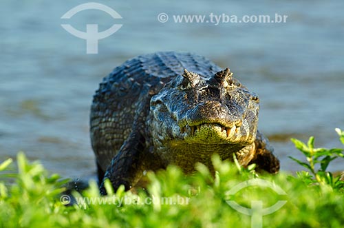  Subject: Yacare caiman (caiman crocodilus yacare) - Pantanal Park Road / Place: Corumba city - Mato Grosso do Sul state (MS) - Brazil / Date: 11/2011 