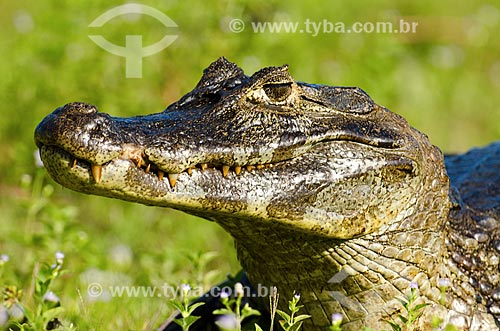  Subject: Yacare caiman (caiman crocodilus yacare) - Pantanal Park Road / Place: Corumba city - Mato Grosso do Sul state (MS) - Brazil / Date: 11/2011 