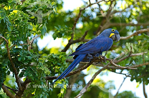  Subject: Hyacinth Macaw (Anodorhynchus hyacinthinus - also known as Hyacinthine Macaw - Pantanal Park Road / Place: Corumba city - Mato Grosso do Sul state (MS) - Brazil / Date: 11/2011 