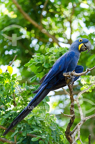  Subject: Hyacinth Macaw (Anodorhynchus hyacinthinus - also known as Hyacinthine Macaw - Pantanal Park Road / Place: Corumba city - Mato Grosso do Sul state (MS) - Brazil / Date: 11/2011 