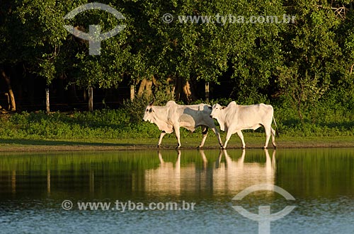  Subject: Cattle in the field flooded / Place: Mato Grosso do Sul state (MS) - Brazil / Date: 11/2011 