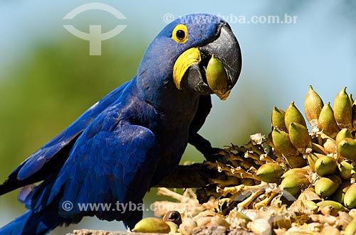  Subject: Hyacinth Macaw (Anodorhynchus hyacinthinus - also known as Hyacinthine Macaw - eating platonia insignis in Pantanal Park Road / Place: Corumba city - Mato Grosso do Sul state (MS) - Brazil / Date: 11/2011 