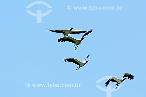  Subject: Wood Stork (Mycteria americana) - also known as Wood Ibis - flying near to Pantanal Park Road / Place: Corumba city - Mato Grosso do Sul state (MS) - Brazil / Date: 11/2011 