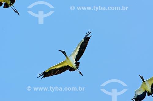  Subject: Wood Stork (Mycteria americana) - also known as Wood Ibis - flying near to Pantanal Park Road / Place: Corumba city - Mato Grosso do Sul state (MS) - Brazil / Date: 11/2011 