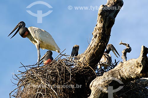  Subject: Jabiru nest (Jabiru mycteria) - Pantanal Park Road / Place: Corumba city - Mato Grosso do Sul state (MS) - Brazil / Date: 11/2011 