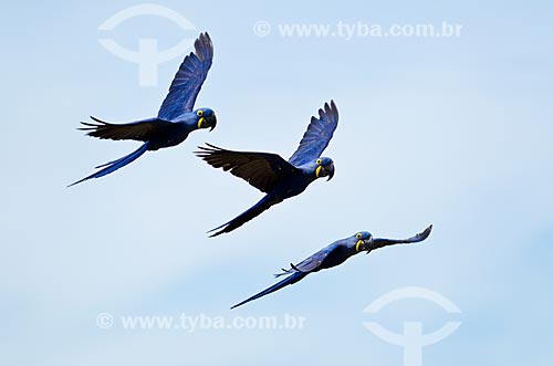  Subject: Hyacinth Macaw pups (Anodorhynchus hyacinthinus - also known as Hyacinthine Macaw - flying near to Pantanal Park Road / Place: Corumba city - Mato Grosso do Sul state (MS) - Brazil / Date: 11/2011 