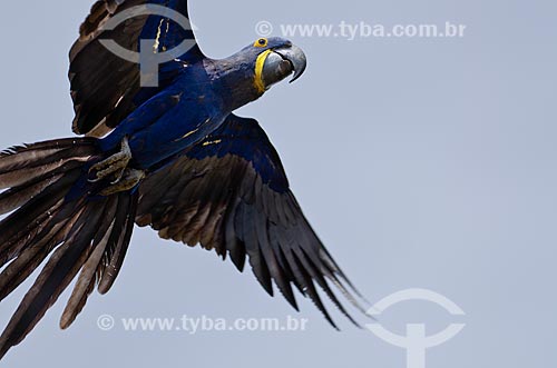  Subject: Hyacinth Macaw pup (Anodorhynchus hyacinthinus - also known as Hyacinthine Macaw - flying near to Pantanal Park Road / Place: Corumba city - Mato Grosso do Sul state (MS) - Brazil / Date: 11/2011 