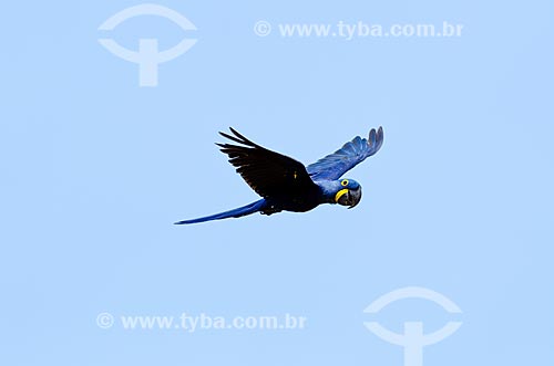  Subject: Hyacinth Macaw pup (Anodorhynchus hyacinthinus - also known as Hyacinthine Macaw - flying near to Pantanal Park Road / Place: Corumba city - Mato Grosso do Sul state (MS) - Brazil / Date: 11/2011 