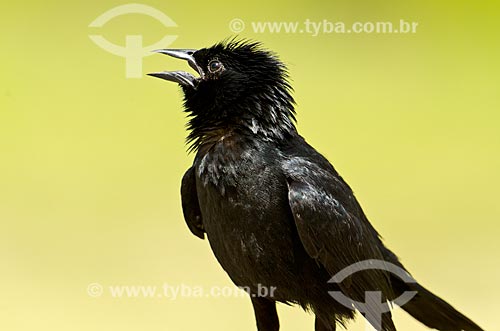  Subject: Chopi Blackbird (Gnorimopsar chopi) - Pantanal Park Road / Place: Corumba city - Mato Grosso do Sul state (MS) - Brazil / Date: 11/2011 