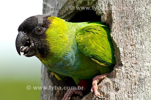 Subject: Nanday Parakeet (Aratinga nenday) - also known as Black-hooded Parakeet or Nanday Conure - leaving the nest in a burity trunk - Pantanal Park Road / Place: Corumba city - Mato Grosso do Sul state (MS) - Brazil / Date: 11/2011 