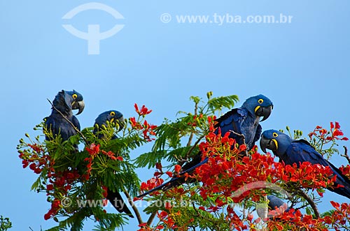  Subject: Hyacinth Macaw (Anodorhynchus hyacinthinus) - also known as Hyacinthine Macaw - perched in Royal poinciana (Delonix regia) - also known as Flamboyant tree - Pantanal Park Road / Place: Corumba city - Mato Grosso do Sul state (MS) - Brazil / 