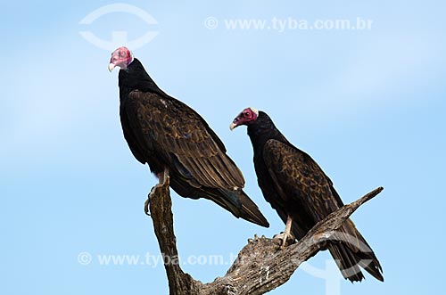  Subject: Turkey Vulture (Cathartes aura) - Pantanal Park Road / Place: Corumba city - Mato Grosso do Sul state (MS) - Brazil / Date: 11/2011 