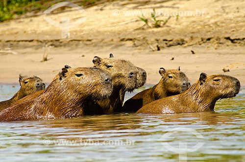  Subject: Capybara family (Hydrochoerus hydrochaeris) - Pantanal Park Road / Place: Corumba city - Mato Grosso do Sul state (MS) - Brazil / Date: 11/2011 